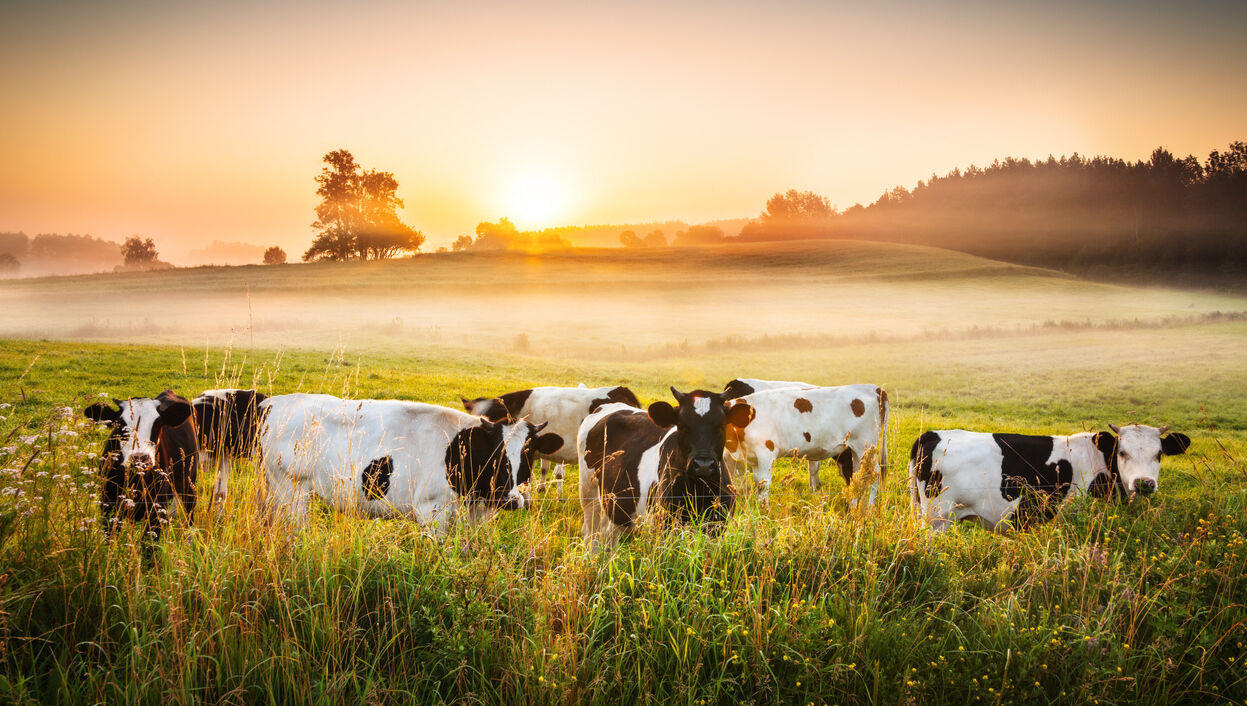 БЖК 40% для производства кормов – животный жир