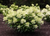 Гортензия метельчатая Милк Энд Хоней (Hydrangea paniculata Milk and Honey) 5л свежая посадка #1