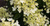 Гортензия метельчатая Милк Энд Хоней (Hydrangea paniculata Milk and Honey) 5л свежая посадка #2