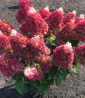 Гортензия метельчатая Индиан Саммер / Ред Вельвет (Hydrangea paniculata Indian Summer / Red Velvet) 7,5 л контейнер 