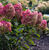 Гортензия метельчатая Колорфул Коктейль (Hydrangea paniculata Colourful Cocktail) 7,5 л контейнер #1