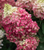 Гортензия метельчатая Колорфул Коктейль (Hydrangea paniculata Colourful Cocktail) 7,5 л контейнер #2