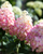 Гортензия метельчатая Колорфул Коктейль (Hydrangea paniculata Colourful Cocktail) 7,5 л контейнер #3