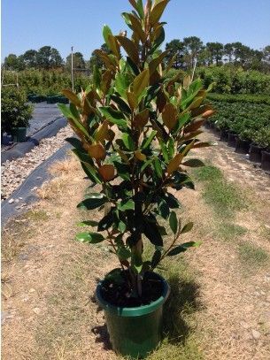 Магнолия крупноцветковая Галлисоненсис 250/300 Magnolia grandiflora Gallisoniensis 230л (И)