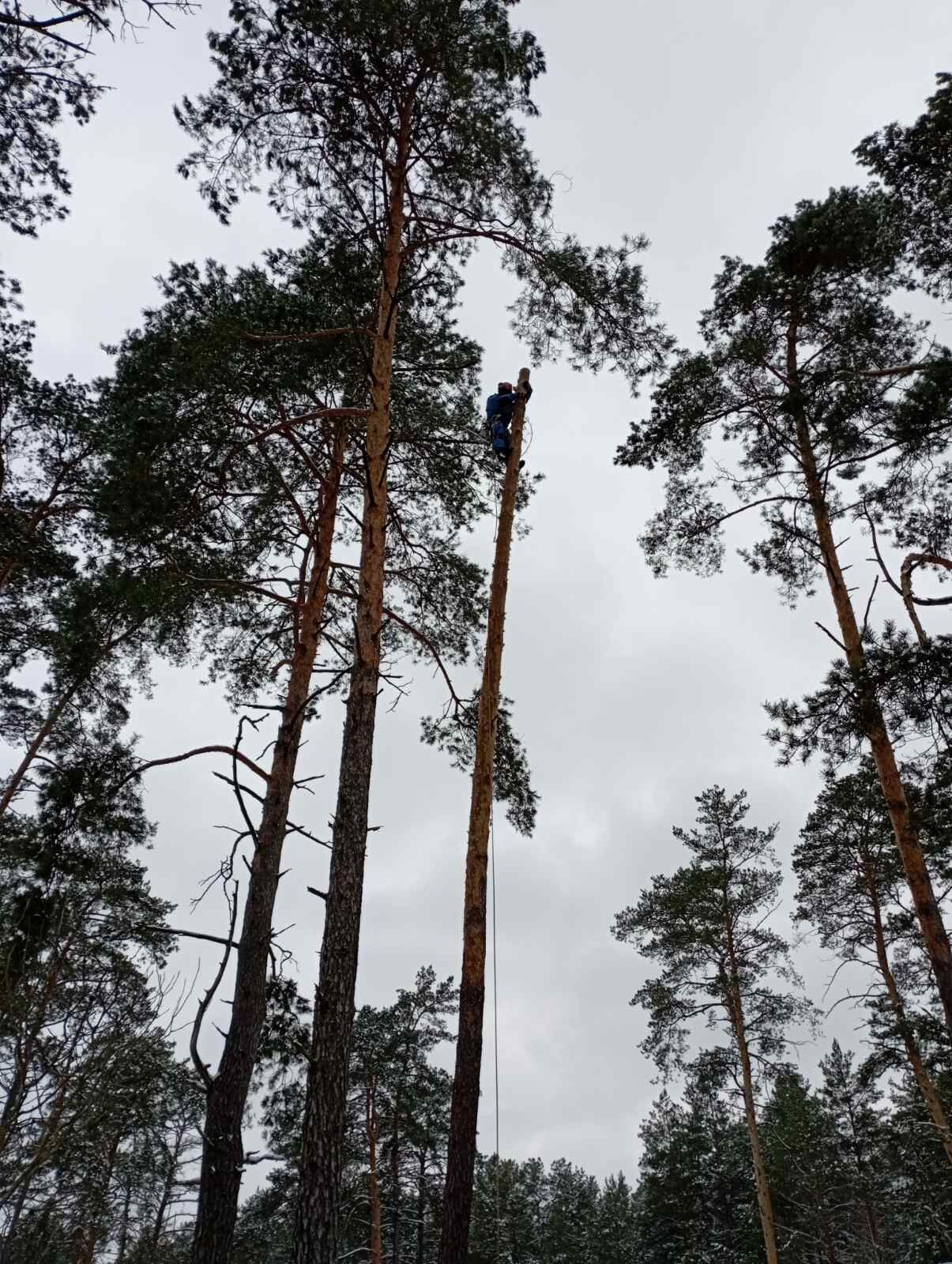 Спил деревьев дома в Гродно и Гродненской области