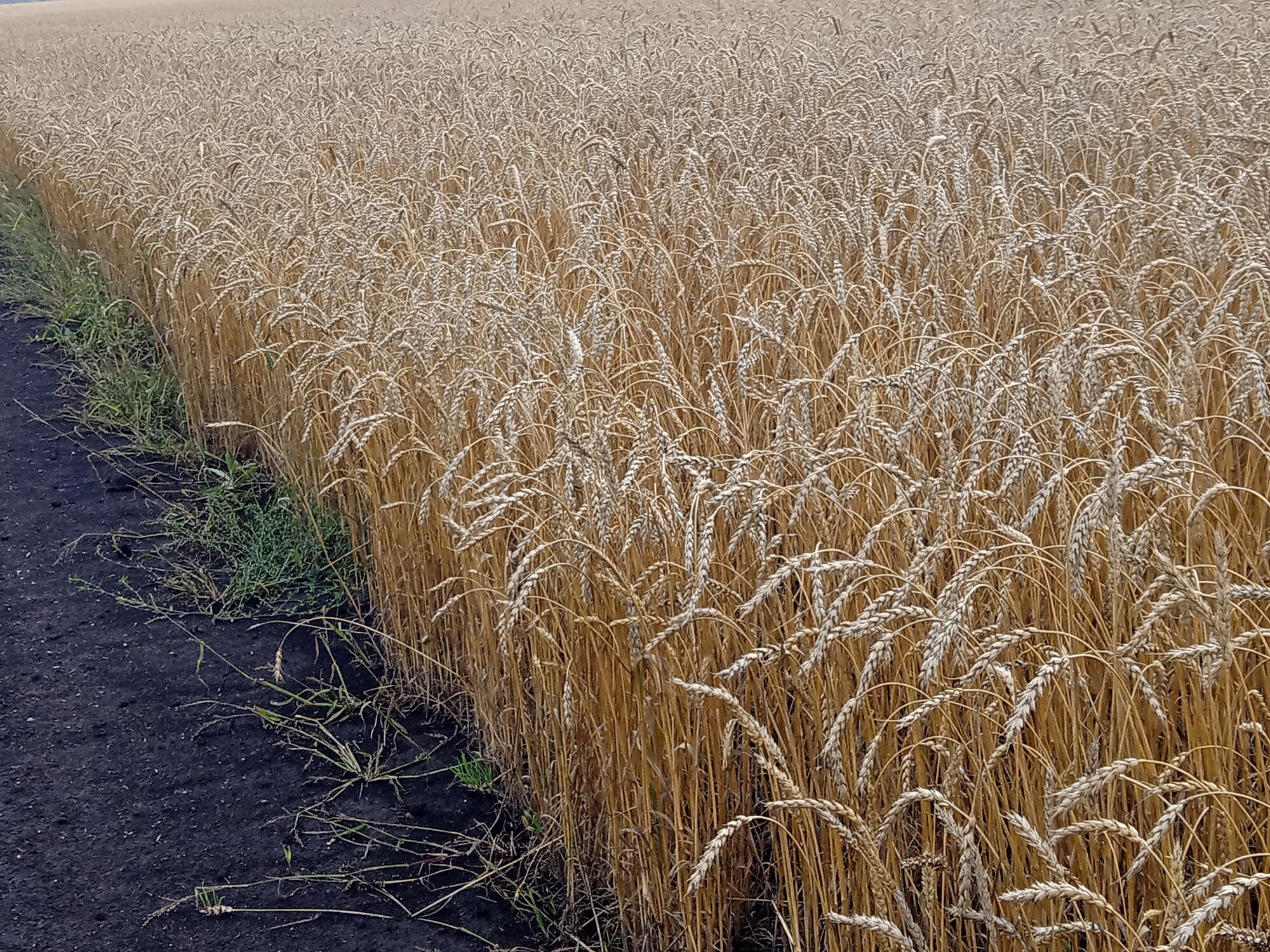 Семена пшеницы мягкой яровой сорт Тингер