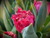 Луковицы тюльпанов сорт La Mour 12+ #1