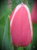 Луковицы тюльпанов сорт Ms. Chen 11-12 #1