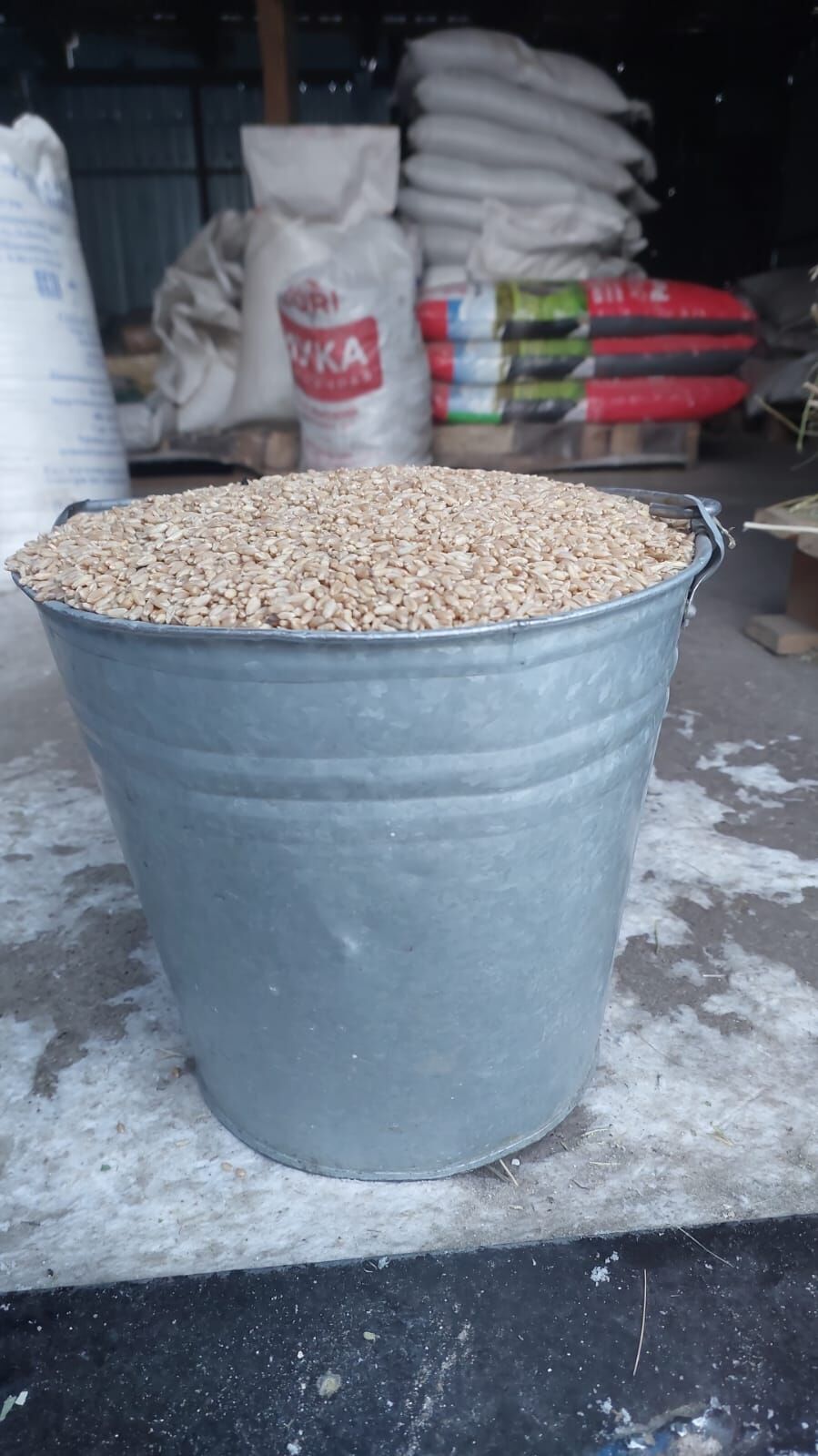 Пшеница ведро 8 кг корма для животных