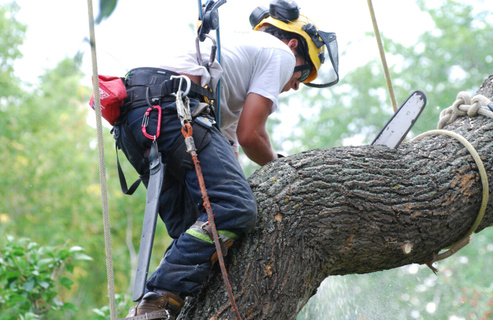 Спилить дерево в Витебске - услуги по спиливанию сухих и аварийных ...