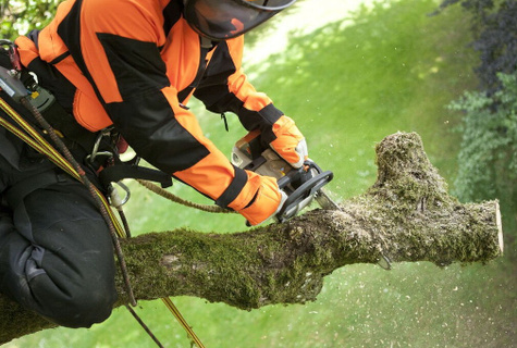 Спилить дерево в Витебске - услуги по спиливанию сухих и аварийных ...