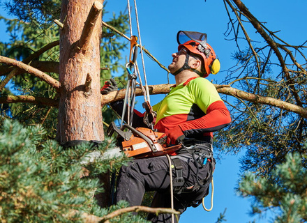 Спилить дерево в Витебске - услуги по спиливанию сухих и аварийных ...
